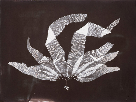 "Giant Kelp Study 115"