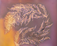 "Stephanocystis Study 6"