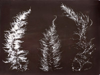 "Wireweed Study 3"