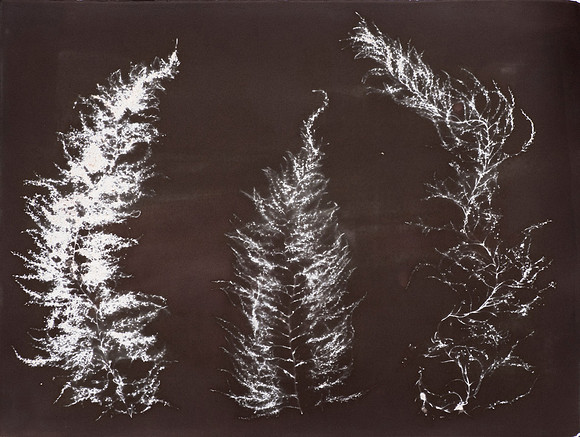 "Wireweed Study 3"