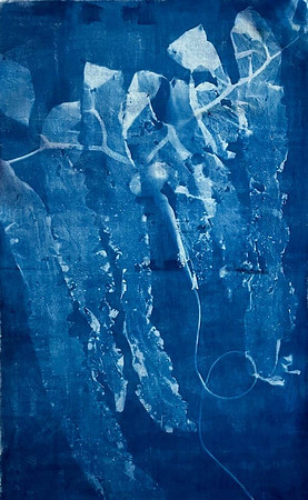 20240713_Poindexter-Oriana_2023_Elkhorn-Kelp-Study-8_Cyanotype-on-canvas_82x54