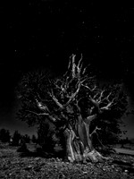 "bristlecone prayer"