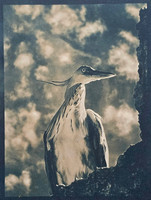 "Urban Heron #1"
