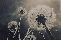 "Salsify Seed Puff #1"