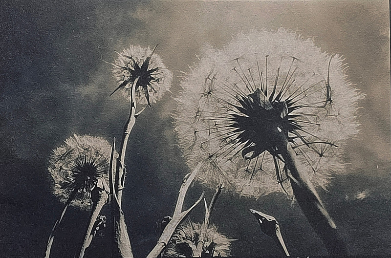 "Salsify Seed Puff #1"