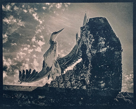 "Urban Heron #2"