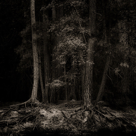 "Morning Light"