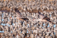 "Migration I"