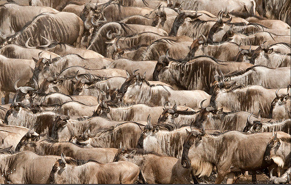 "Migration II"