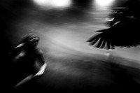 "Chased By Birds In My Dream"