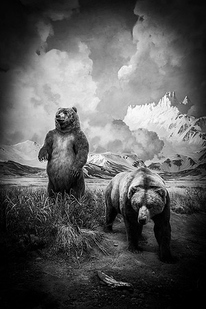 "I Met Some Bears In My Dream"