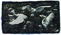 "3 Snowy Egrets" by  Debbie Danna