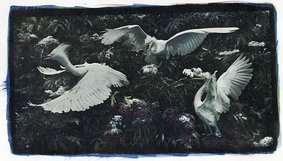 "3 Snowy Egrets" by  Debbie Danna