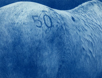 "Blue Horse #7 Property"  by Jennifer Williamson