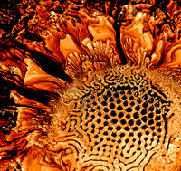 DIRECTORS CHOICE "Sunflower" by Lori Pond
