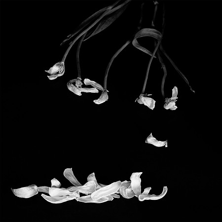 "Falling Petals #4"