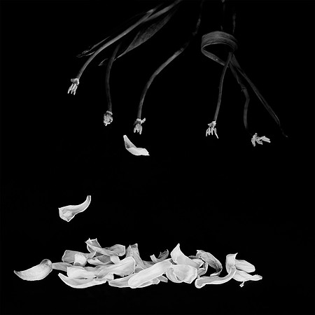 "Falling Petals #7"