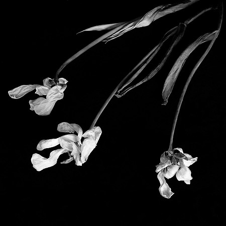 "Wilting Tulips #1"