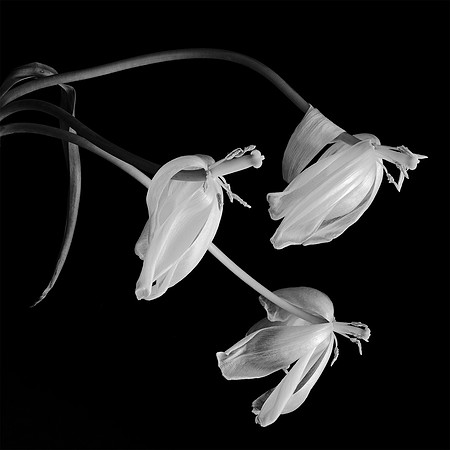 "Wilting Tulips #8"