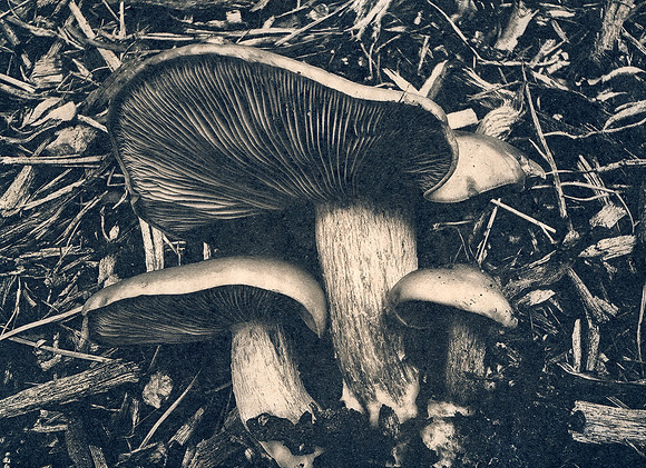 "Mushrooms 1"