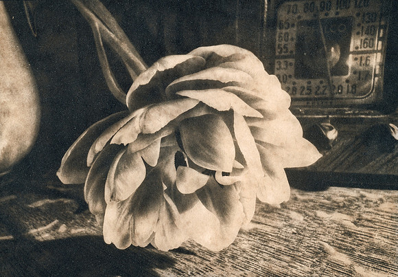 "Peony Tulip 1"