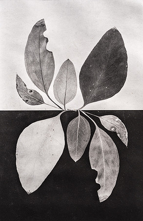 "Leaf Study 2"