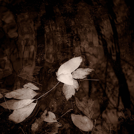 "Floating World"