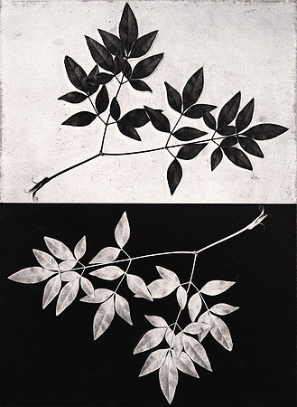 "Leaf Study 3"
