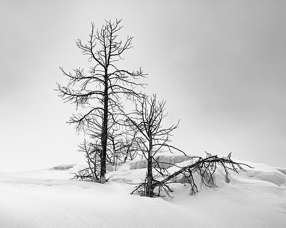 "Mammoth Hot Springs Trees"