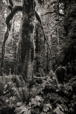 “Standing Tall”