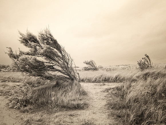 "Bowing to meet the wind"