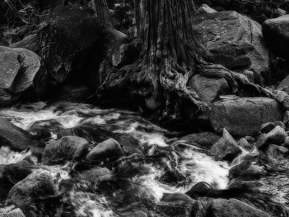 "Rooted"