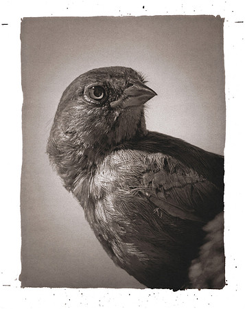 "Towhee"