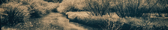 Zenfolio Banner