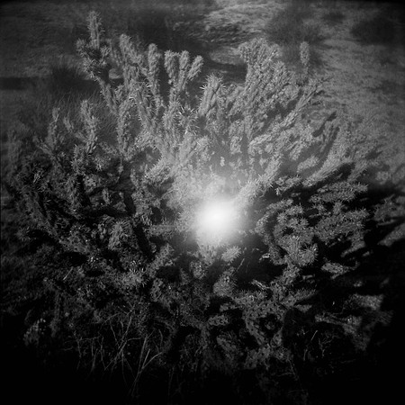 Award Winners: "Cactus And Sun" by Lisa Tang Liu & James David Tabor