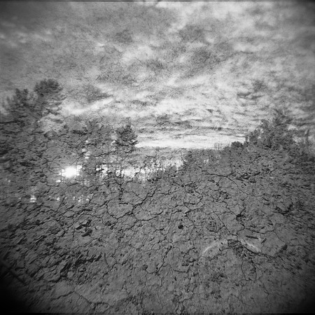 Award Winners: "Scorched Woods" by Lisa Tang Liu & James David Tabor