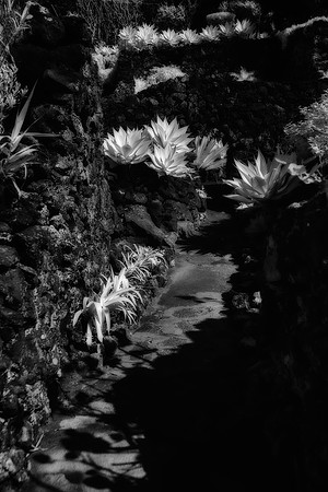 "Caloura, Sao Miguel, Azores Miguel"