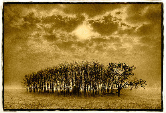 "Stand of Trees, Texas"
