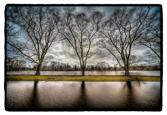 "Three Trees near Water, Hudson River Valley"