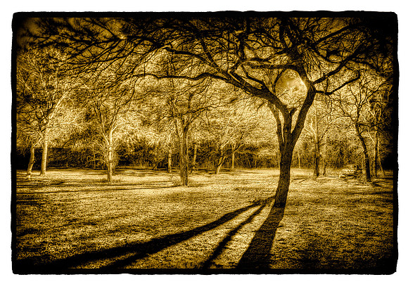 "Trees and Truck at Midnight, Texas"