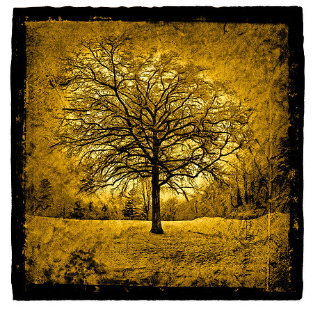 "Tree in April Snow, Catskills"