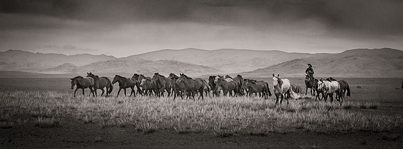 "Horse Roundup on Steppe, Mongolia"