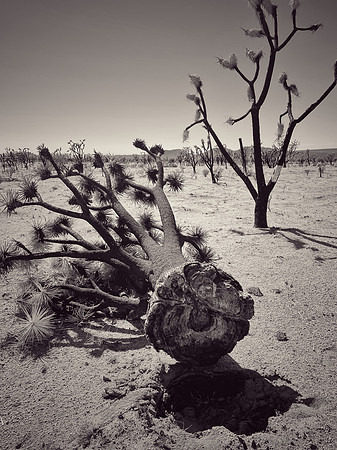 "Dome Fire Relics 3"