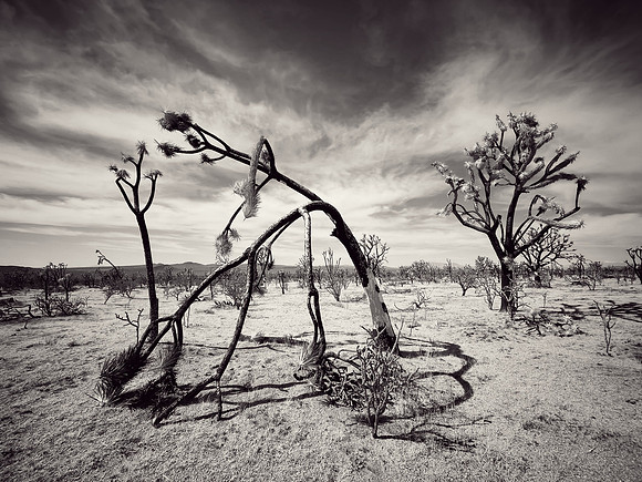 "Dome Fire Relics 1"