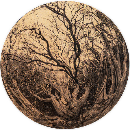 "Manzanita in the Round"