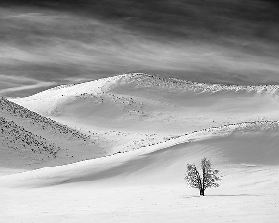"Lone Tree"