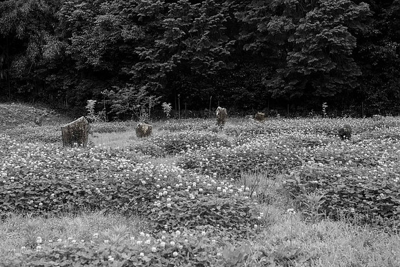 "God's Garden"