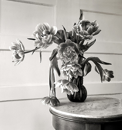 "Tulips - Day 6"