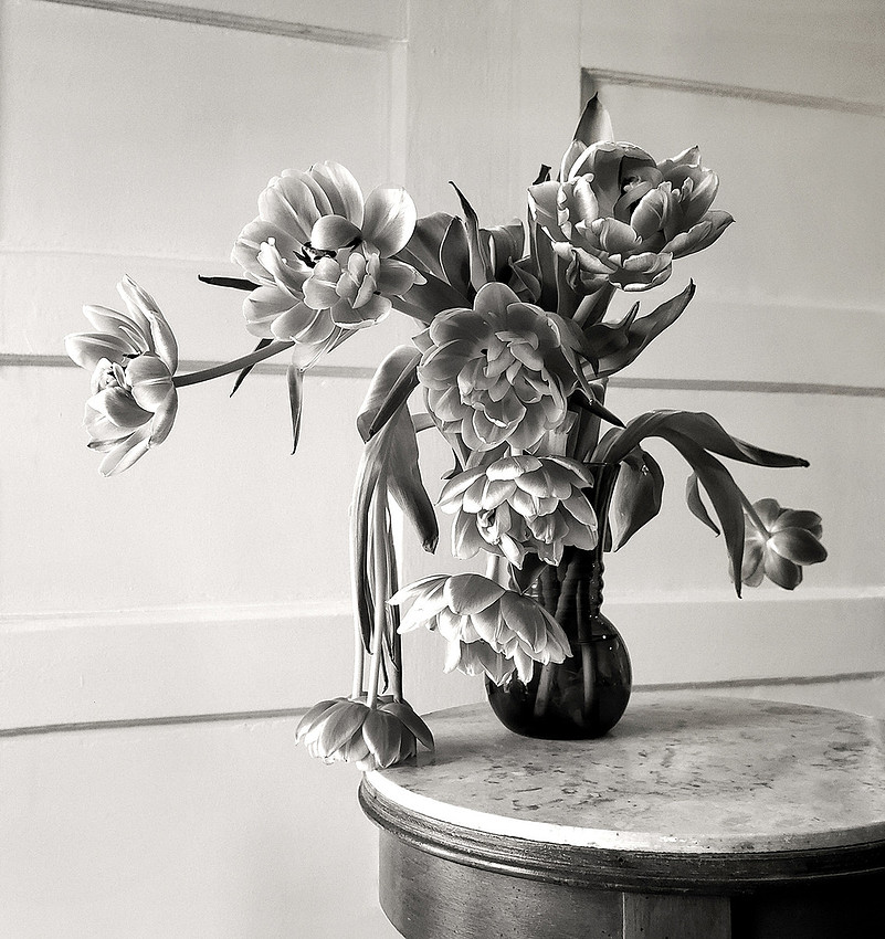 "Tulips - Day 6"