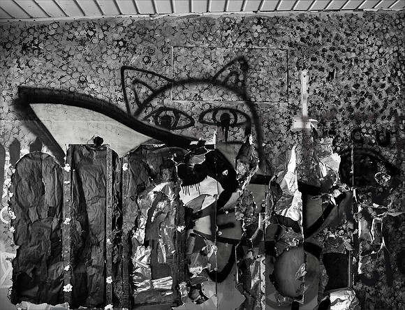"Borrego Cat"